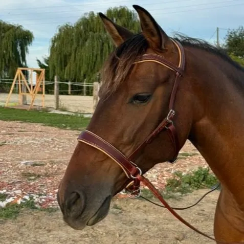 Muserolle sidepull - Ergonomique