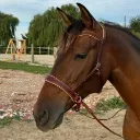 Muserolle sidepull - Ergonomique