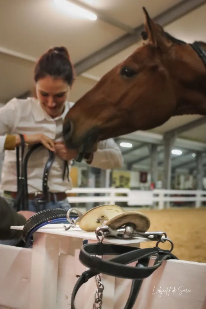 Les idées reçus du bridon et du mors